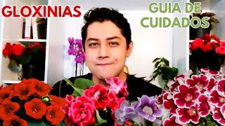 gloxinias cuidados sustrato reproduccion riego guia de cultivo de las gloxinias CHUYITO JARDINERO [upl. by Eiten518]