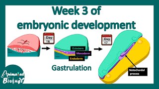 Week 3 of embryonic development  Gastrulation  Neural induction [upl. by Medin924]