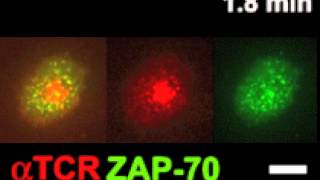 T cell receptor microcluster dynamics in the immunological synapse” Red  TCR Green  ZAP70 [upl. by Sillihp454]