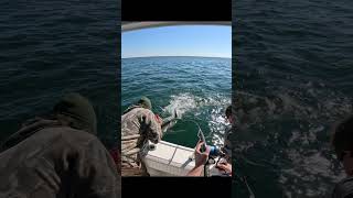 MORE CRANKS full video on my channel fishing tuna jigging [upl. by Igal]