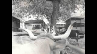 La vie autrefois le marché aux bestiaux de Rabastens de Bigorre en 1970 Cow  गाय [upl. by Carma176]