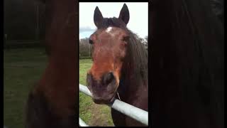 Funny Horse Farts At His Owner  try not to laugh [upl. by Sue]