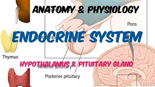 Endocrine System  Hypothalamus  Pituitary gland  Anatomy amp Physiology  in Hindi [upl. by Avaria]