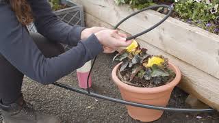 How to Water Potted Plants With a Soaker Hose [upl. by Hedberg]