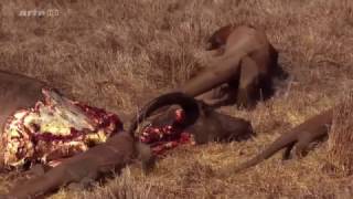 Wild Of Indonesia  Komodo Dragons eating Buffalo [upl. by Samford]