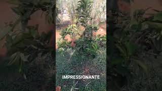 Impressionante roça vidanaroça rotinadeumamulherdocampo farturanaroça plantas diaadiadamul [upl. by Carmita980]