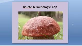 SMWG Boletes Webinar [upl. by Ylellan220]