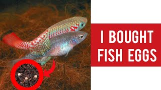 I Bought Fish Eggs  Amazing Egg Buriers Breeding Process in Tamil [upl. by Kristi]