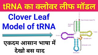 tRNA का क्लोवर लीफ मॉडल  trna ka clover leaf model in hindi  clover leaf model of trna  biology [upl. by Margot884]