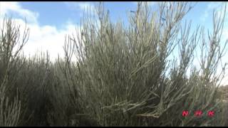 Teide National Park UNESCONHK [upl. by Howlyn306]