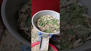 corn stalk cutter machine small feed pellet machine farming machine [upl. by Nwahsad]