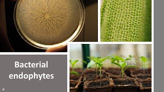 Bacterial Endophytes [upl. by Ball]