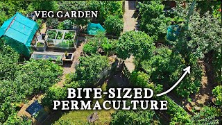 Stunning TINY Permaculture Backyard Kitchen Garden With 30 Fruit Trees [upl. by Beesley620]