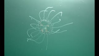 4 Years Separate Sightings of Rare Freshwater Jellyfish in South China [upl. by Ahtanaram]