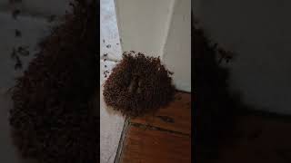 Creepy Crawly Ant Wars [upl. by Apurk]