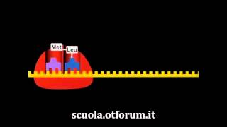 Biochimica  La sintesi delle proteine [upl. by Eulalia574]