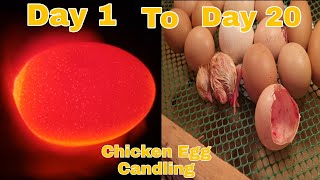 Chicken Egg CandlingDay 1 to Day 20 incubation PeriodVlog74 [upl. by Ayinat]