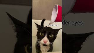 Cat doesnt want to take a breath shortvideo funny mycatchannel funniestvideo catchannel [upl. by Chader]