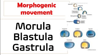 morulablastula or gastrula in hindi morphogenic movement explained [upl. by Tracey]