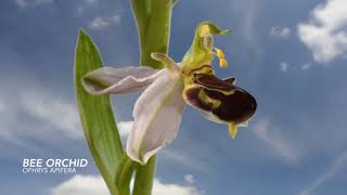 Bee orchid Ophrys apifera flowers opening time lapse filmed over a week cloudy sky superimposed 4K [upl. by Idalla155]