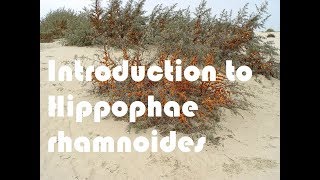 Introduction to Hippophae rhamnoides  Sea Buckthorn [upl. by Nath]