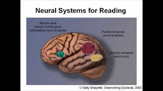 The Brain Learning to Read [upl. by Denn]