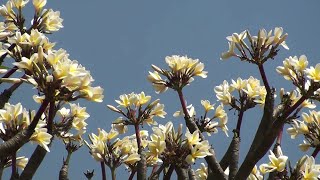 Plumeria world’s most beloved garden plant [upl. by Lai]