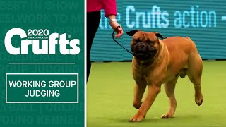 Working Group Judging  Crufts 2020 [upl. by Sievert978]