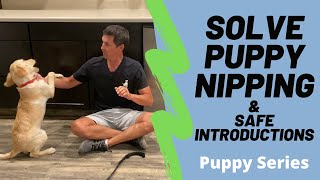 Puppy nipping is a huge problem watch my unique method to minimize it [upl. by Enilarak]