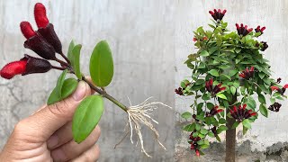 How to propagate Aeschynanthus lobbiana quickly by flower cuttings [upl. by Raveaux]