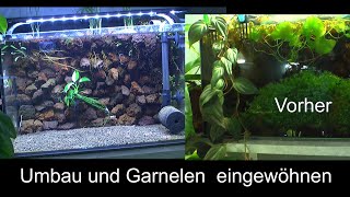 Altes Becken umstrukturieren zur Zucht für Zwerggarnelen Caridina Das filterlose Aquarium an der Wan [upl. by Neryt]