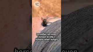 Giant Horseflies on a Horses Body [upl. by Vivie]