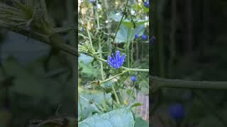 Cichorium intybus  Chicory  Off Grid Gardening [upl. by Garlen]