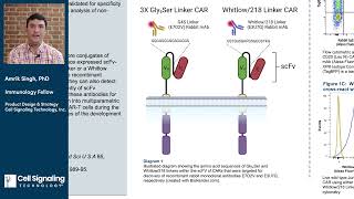 Generation and Validation of AntiLinker Monoclonal Antibodies for Detection of scFvbased CARs [upl. by Pappano]