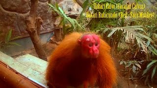 Uakarí Calvo Cacajao Calvus Uakari Rubicundo Red  Face Monkey [upl. by Ehud]