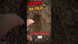 SKORUPA NA POLU  HEKTAR WIEDZY  SZYBKA PORADA 199 [upl. by Esina]