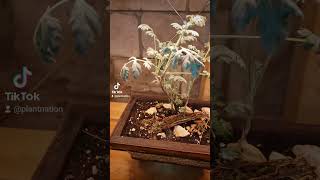 Wormwood bonsai plants upcycling bonsai pottedplants shorts sustainability herbal [upl. by Dayna]