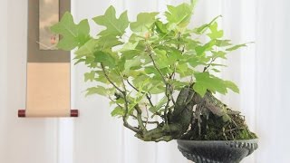 Parthenocissus Quinquefolia Bonsai Tree [upl. by Zalea]