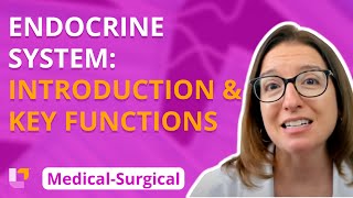 Endocrine Introduction amp Key functions  MedicalSurgical  Endocrine  Level Up RN [upl. by Ivel250]