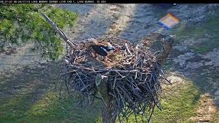 Lake Murray Osprey Live CamINTRUDERS go after the nest 10 times in less than an hour [upl. by Maiocco922]