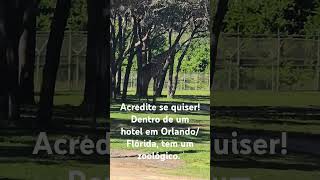 Acredite se quiser Dentro de um hotel em Orlando Flórida tem um zoológico [upl. by Tosch]