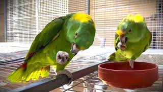 Biggest Breeding Setup of Macaw Parrots Farm In The World cute parrot farming agriculture [upl. by Robbin]