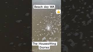 Beach day Busselton Surf Australia housesittingtravel [upl. by Yerahcaz291]