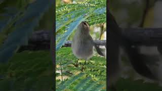 Nature Walk GoldenCrowned Kinglet Behavior [upl. by Vonnie795]