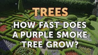 How Fast Does a Purple Smoke Tree Grow [upl. by Navad]