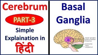 Basal Ganglia Cerebrum Part 3 Structure and Functions  Hindi Bhushan Science [upl. by Noirret]