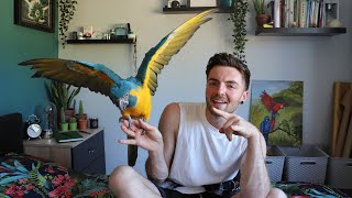 Introducing my blue throat macaw  MEET ZOOM The rebel [upl. by Odoric]