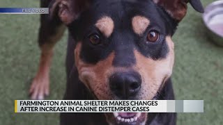 Farmington animal shelter makes changes after increase in canine distemper cases [upl. by Cantone113]