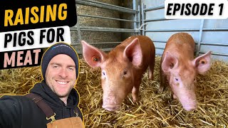 Basics Of Rearing Pigs Small Scale Pig Farming [upl. by Nae]