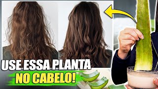 8 RECEITAS SECRETAS que SALVAM qualquer cabelo em 7 dias com BABOSA Aloe Vera [upl. by Kared979]